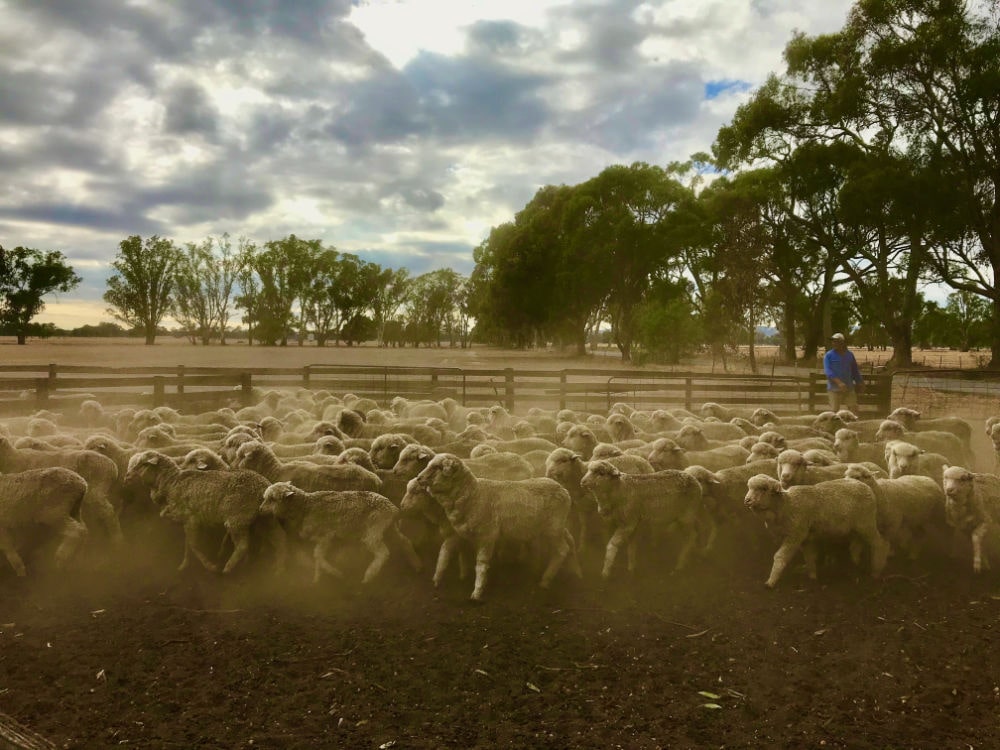 AustralianWoolMarket-min