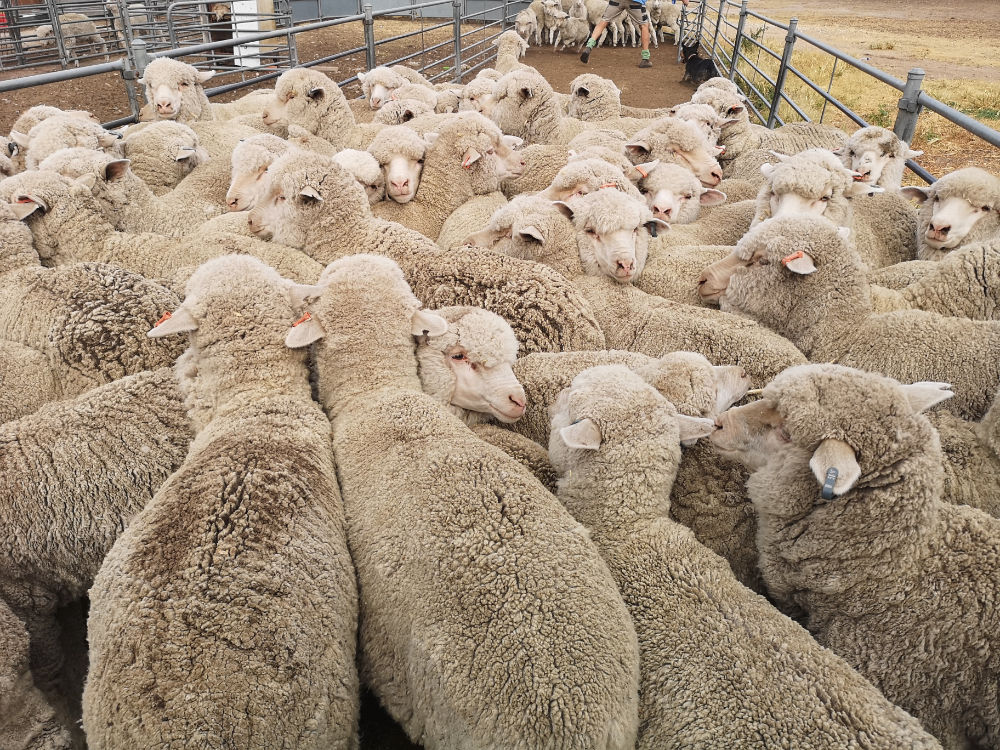 NewZealandWoolMarket-min