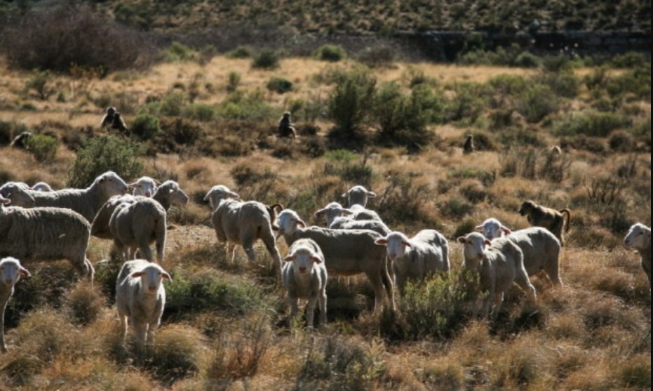 Screenshot_15-4-2025_144216_karoospace.co.za